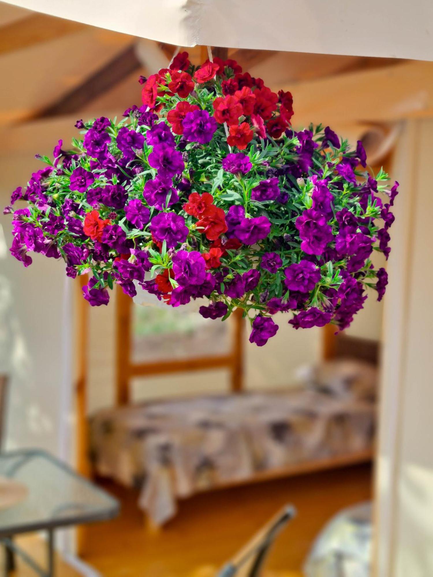 Divoto Glamping Hotel Baltsjik Buitenkant foto